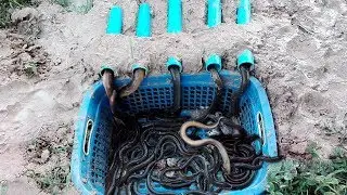 Awesome! Extremely Creative Eel Trap - Smart Boy Creative Eel Trap By 5 PVC Pipe With Plastic Basket