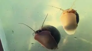 Simple beauty, rice field snails behind glass