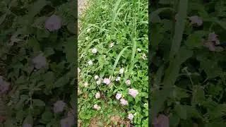 Native ground covers# morning walk
