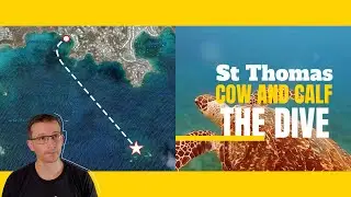 St Thomas, USVI_ Dives _ Cow and Calf _ Best Dive!!