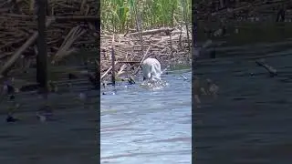 Egret Rapidly Strikes its Prey!