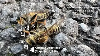 호랑무늬파리매♂ ♀의 원초적 본능 Basic instinct of Astochia virgatipes 한샘대교교차로 Hansam Bridge Intersection