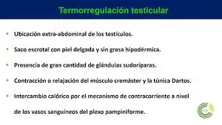 Testicular thermoregulation
