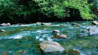 NATURE ASMR LIVE, FLOWING RIVER + SOFT BIRDSONG, RELAX, MEDITATE, SLEEP