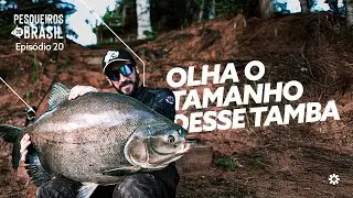 Pirararas e Tambas em Ação + A Caçada pelo Pirarucu Gigante no Pesqueiro Lagoa do Vale