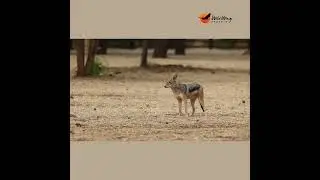 Caught on camera: A vervet monkey chasing a black-backed jackal! #wildlife #africansafari #animals