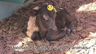 Stalosan F for Calves