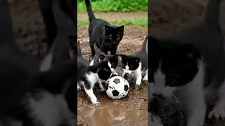 🐱 Mamma Cat and Cute Baby Playing Football ⚽ #shorts