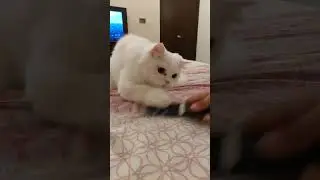 Salt Cat is playing #shorts