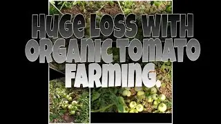 Organic Tomato Farming | Huge Loss as Tomato Rate Falls.Farming Pvt Ltd.