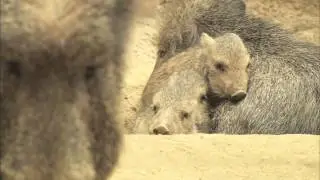 Chacoan Peccary Babies Get Frisky at the San Diego Zoo