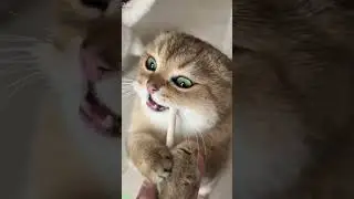 Funny Cats 2024 🥰 #trending ❤️ # Episode 1126