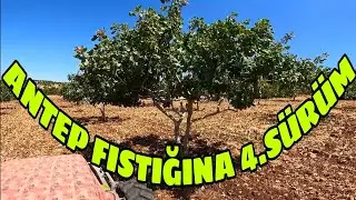 GERÇEK ÇİFTÇİLERİN BELLİ OLDUĞU DÖNEMDEYİZ... ANTEP FISTIĞINA 4.SÜRÜM...