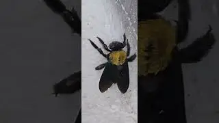 #Xylocopa #latipes,  #carpenter #bee,  at #garden #shortvideo  #shorts #video #beekeeping #gardening