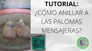 4│ Tutorial para anillar pichones de paloma mensajera🕊