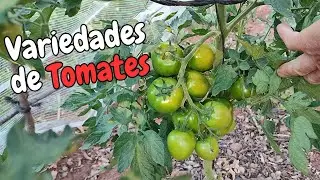 Nuestras variedades de Tomates y 3 consejos