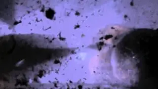 River Mint Woman (Dance Version Demo)
