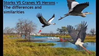 Our Feathered Friends - Storks, Cranes, and Herons (Friday Documentary)