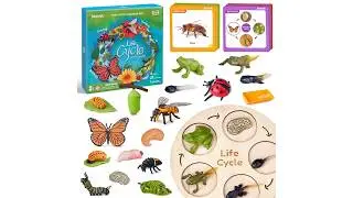 How Kids Discover That Animals Change 🐛➡️🦋 | Life Cycle Learning Through Play
