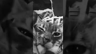 meme cat #music