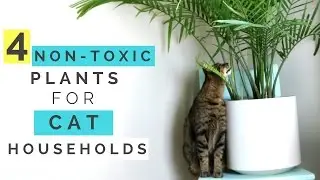 4 NON-TOXIC PLANTS FOR CAT HOUSEHOLDS | Hussey's Housemates