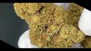 Banana Smash Strain - Flower Quality from cbdengland.co.uk