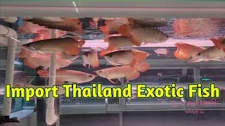 Как импортировать рыбу из Таиланда 🇹🇭 @kenaqua