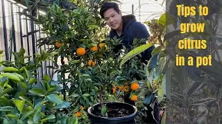 53. [Eng sub] Bí kíp vàng trồng cam chanh trong chậu || Healing with nature