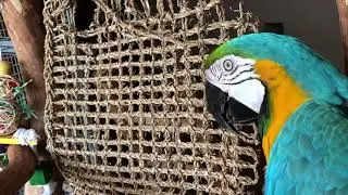 Charley the macaw says bad and no to our cockatiel