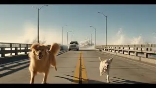 Man Save Puppy to Danger - Dog what do for man🐶🙎#humanity #dog