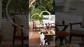 Ocean Breeze #jazzmusic #relax #pets #cozyroom #fireplace #kitten #dog #waves