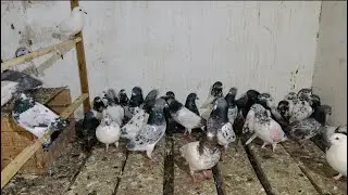 Ali bhai k kabutar ki Parpotai kr Di 😱 | Dar pigeons club | 