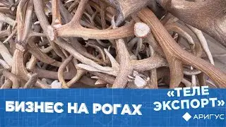 Телеэкспорт | Бизнес на рогах