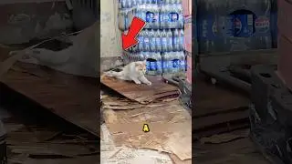 Paralyzed cat mother desperately guards her cubs!🥹#animalrescue #catrescue #cat #kitty #kitten