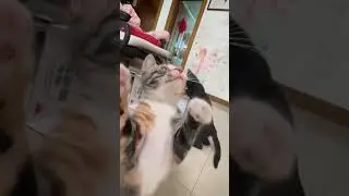 Cats playing and fighting for feather toy #kitten #cute #funny #happy