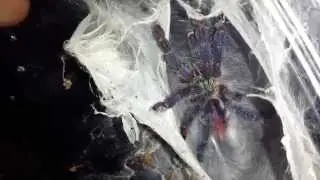 Amazon Sapphire Pinktoe Tarantula Juvenile