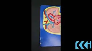 Kay Kay industries || KKI 1308E Fetal Circulation Model