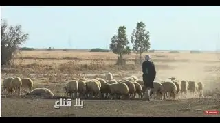 bila kinaa| أسرار من حياة البدو.. طريقة  العيش البدوي ورعاة الغنم