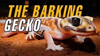 Knob Tailed Gecko - Desert Survivor