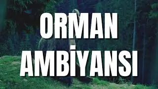 Rahatlatıcı orman ambiyansı | relaxing forest sounds |#rahatlatıcısesler #1080pdoğa #kuşsesi #HD