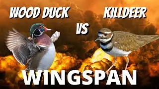 Who Wins? Wood Duck vs Killdeer: Wingspan Board Game Gameplay