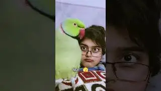 Lovely video of Talking Parrot Mithu Katore-Katore | #yt #song #music #love #youtubeshorts #shorts