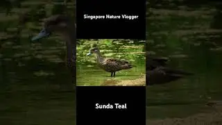 🦆 Sunda Teal at Kampoeng Karst Ramang Ramang (South Sulawesi)