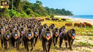 Relaxing Walk in Gabon: The Loango Coast - Mandrills, Red River Hogs & The Forest Buffalo
