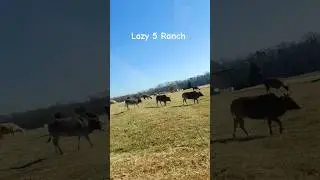 Lazy 5 Ranch #zoo #safari #wildlife #travel #pet #pets #shorts