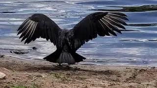 Learning About Black Vultures And Lantana - Texas