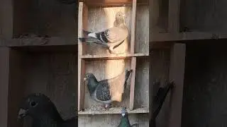 Racing team #pigeon #pigeonlaver #pigeonhobby #pigeonracing #kabootar #birds