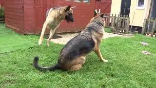 Throwback to play fighting #gsd #cute #dog #instadog #alsatian #germanshepherd #germanshepherd