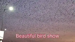 Bird show#trending #birds #birdshow 