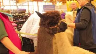animalbook Medienlounge on Tour 2016 - Magdeburg und Rostock